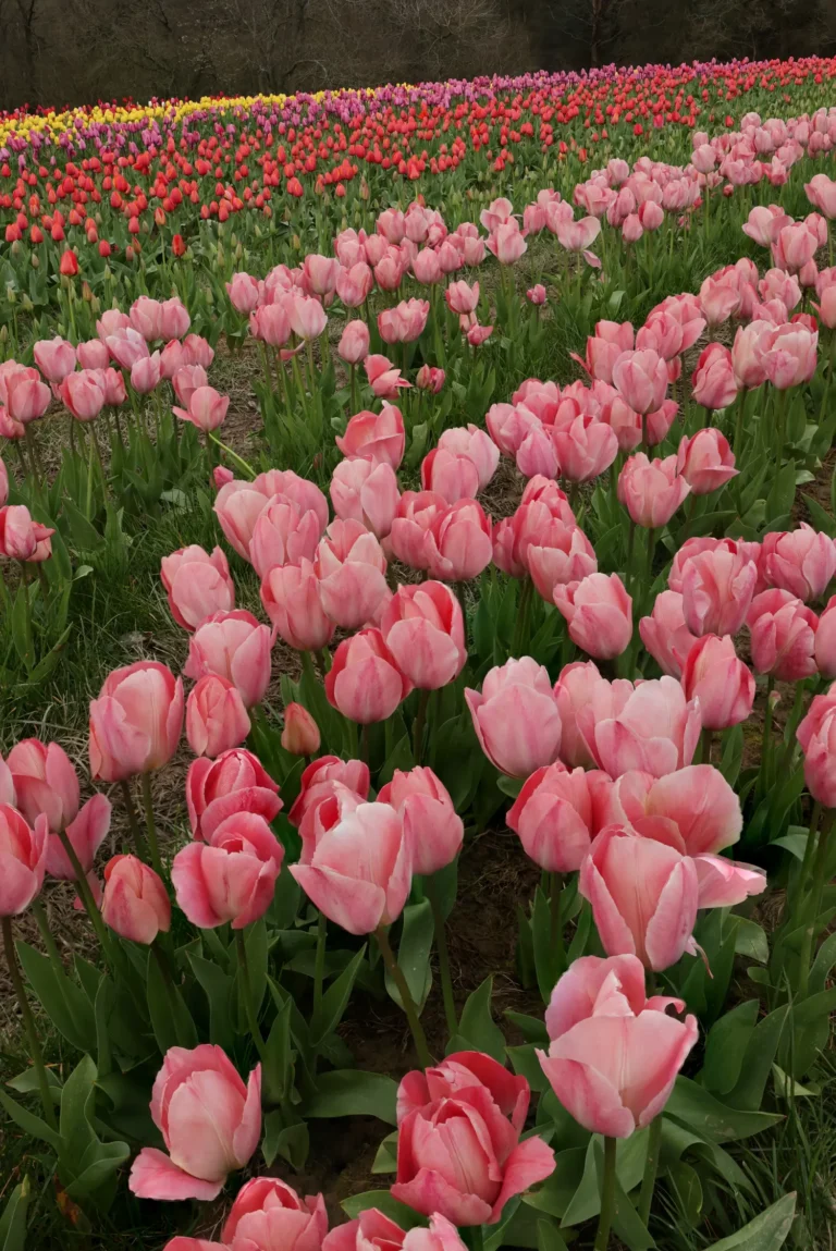 Tulips festival at Tulleys Farm — Fashion & Beauty editorial by Tatiana Serova for VOUS Magazine